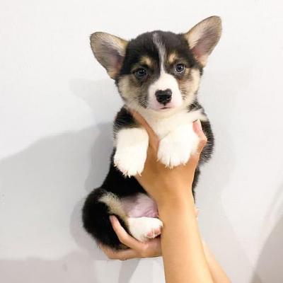  Welsh Corgi Puppies for sale   