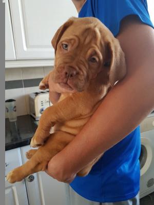  Dogue De Bordeaux Puppies for sale ( French Mastiff )