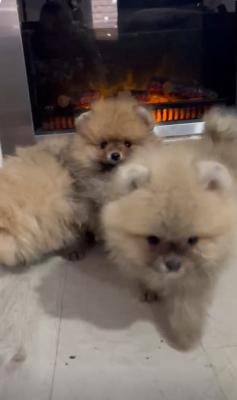 Pomeranian puppies - Vienna Dogs, Puppies