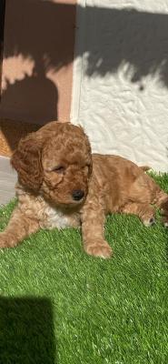 COCKAPOO PUPPIES - Alicante Dogs, Puppies