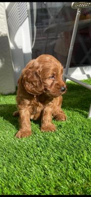 COCKAPOO PUPPIES - Alicante Dogs, Puppies