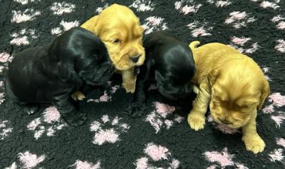 English Cocker Spaniel puppies - Vienna Dogs, Puppies