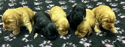 English Cocker Spaniel puppies - Vienna Dogs, Puppies