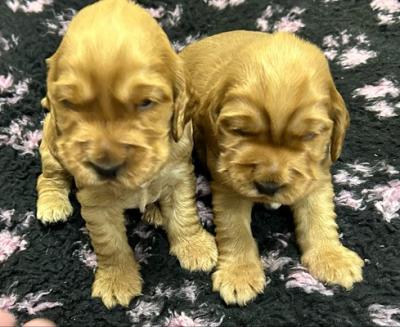 English Cocker Spaniel puppies - Vienna Dogs, Puppies