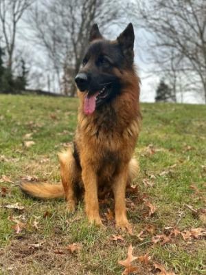 Maryland German Shepherds for Sale - Other Other