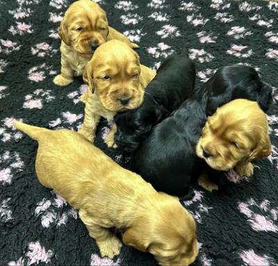 Englische Cocker Spaniel-Welpen - Zurich Dogs, Puppies