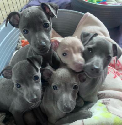  Italian Greyhound puppies