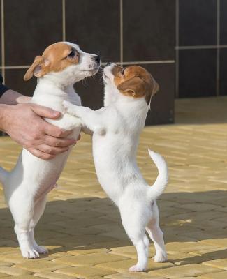   Male and Female Jack Russell Terrier Puppies