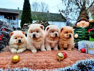 Chow chow chow chow - Vienna Dogs, Puppies