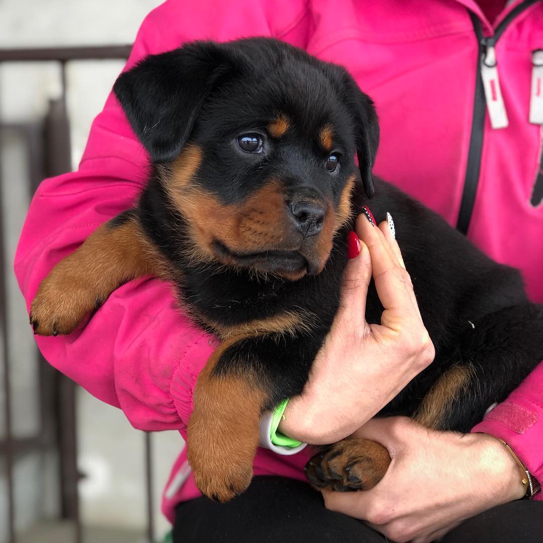  Rottweiler Puppies Available for sale   