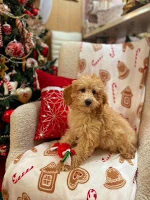 Poodles beautiful apricot puppies - Vienna Dogs, Puppies