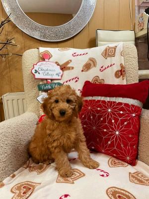 Poodles beautiful apricot puppies - Vienna Dogs, Puppies