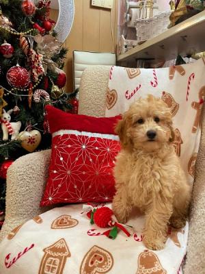 Poodles beautiful apricot puppies - Vienna Dogs, Puppies