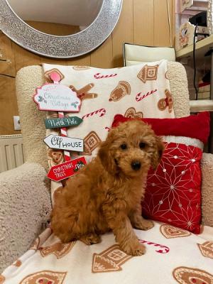 Poodles beautiful apricot puppies - Vienna Dogs, Puppies