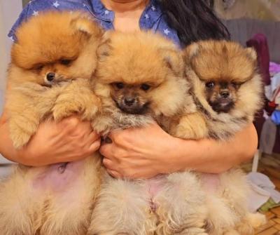 POMERANIAN, purebred puppies  - Vienna Dogs, Puppies