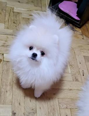 POMERANIAN, purebred puppies  - Vienna Dogs, Puppies