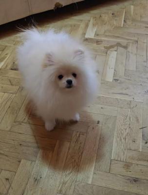 POMERANIAN, purebred puppies  - Vienna Dogs, Puppies