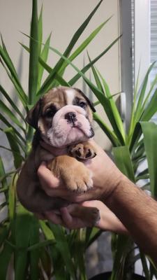 English bulldog puppies - Vienna Dogs, Puppies