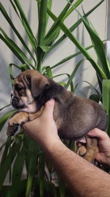 English bulldog puppies - Vienna Dogs, Puppies