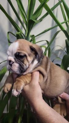 English bulldog puppies - Vienna Dogs, Puppies