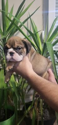 Englische Bulldoggenwelpen - Bern Dogs, Puppies