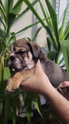 Englische Bulldoggenwelpen - Bern Dogs, Puppies