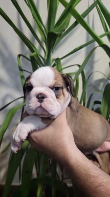 Englische Bulldoggenwelpen - Bern Dogs, Puppies