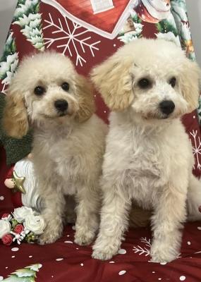 Mini toy poodles INEXPENSIVE - Vienna Dogs, Puppies