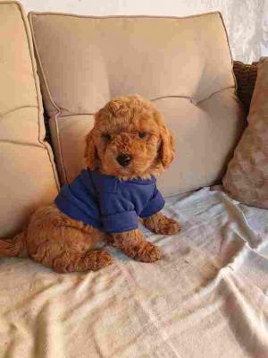 Red poodle boy - Vienna Dogs, Puppies