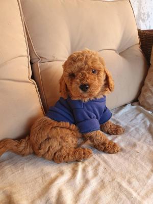 Red poodle boy - Vienna Dogs, Puppies