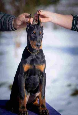 DOBERMAN PUPPY  - Vienna Dogs, Puppies