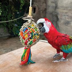 Tame Talking African Grey & Macaws Parrots.