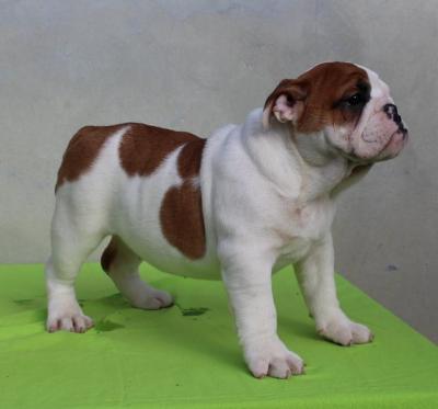 ENGLISH BULLDOG Puppies - Vienna Dogs, Puppies