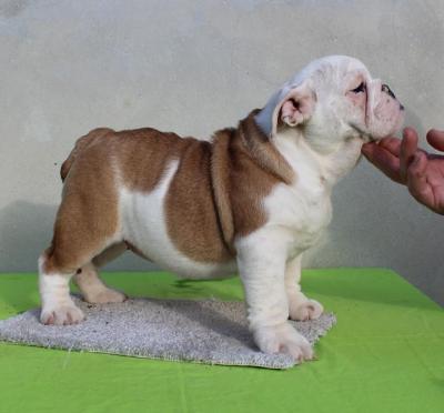 ENGLISH BULLDOG Puppies - Vienna Dogs, Puppies