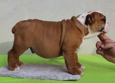 ENGLISH BULLDOG Puppies - Vienna Dogs, Puppies