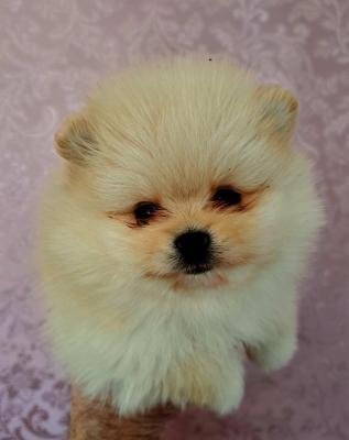 Pomeranians - Vienna Dogs, Puppies