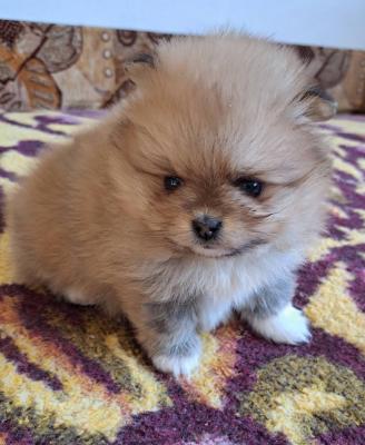 Pomeranians - Vienna Dogs, Puppies