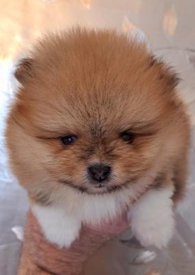 Pomeranians - Vienna Dogs, Puppies