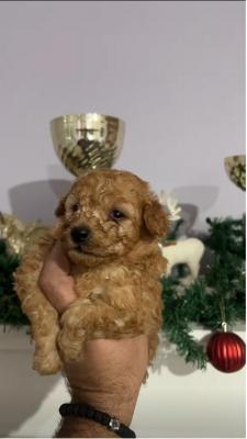 Toy poodle quality puppies - Vienna Dogs, Puppies