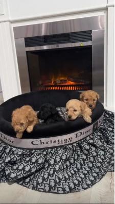 Toy poodle quality puppies - Vienna Dogs, Puppies