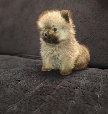 Pomeranian Spitz puppies - Vienna Dogs, Puppies