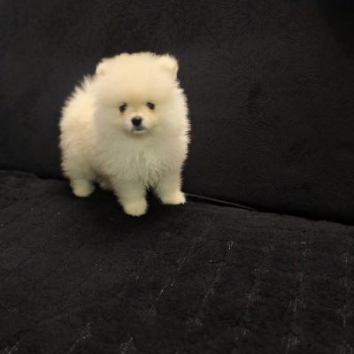 Pomeranian Spitz puppies - Vienna Dogs, Puppies