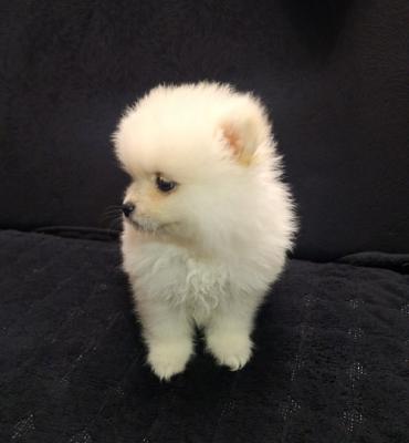 Pomeranian Spitz puppies - Vienna Dogs, Puppies