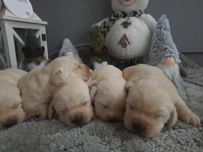 Labrador Retriever - Vienna Dogs, Puppies