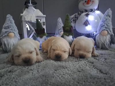 Labrador Retriever - Vienna Dogs, Puppies