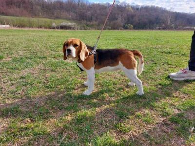 Beagle - Vienna Dogs, Puppies