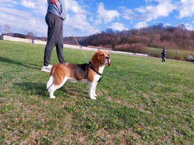 Beagle - Vienna Dogs, Puppies