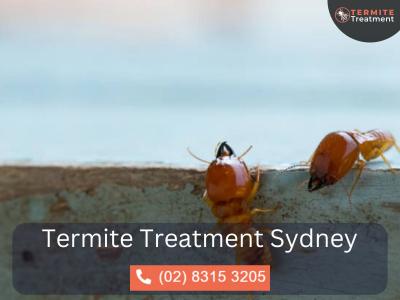 Termite Specialist Sydney – Your Expert Solution