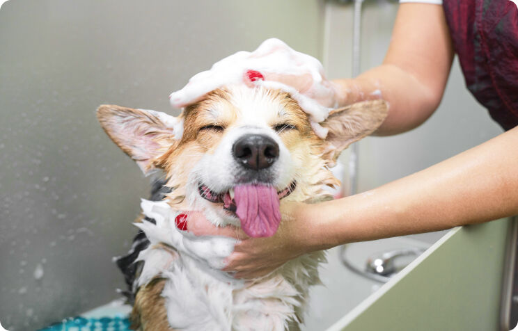 Top Dog Grooming Services in Fishhawk