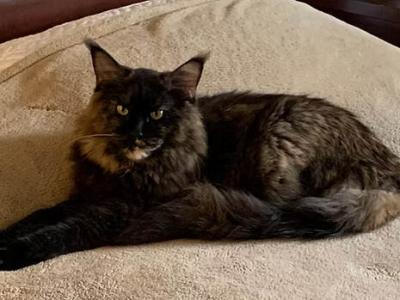 Tortie Maine Coon Cat - Washington Other